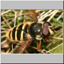 Sericomyia silentis - Gelbband-Torfschwebfliege m02.jpg